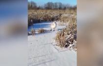 О птице, которая оказалась в беде, специалистам сообщили неравнодушные жители поселка Лысые Горы