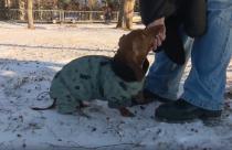 Именно так владельцы собак описывают прогулки со своими любимцами в зимнее время года