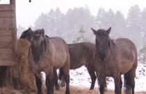 Первого января в свои права вступит Красная Огненная Лошадь