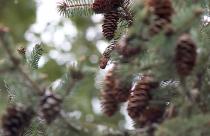 Снег, который выпал в минувшие дни, приближает настоящую зимнюю сказку