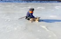 Животное каким-то образом оказалось на льду в акватории Волги