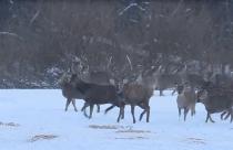 Причем не одна-две особи, а около полусотни редких птиц выбрали эту природную территорию как постоянное место обитания