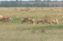 В нескольких приграничных районах Саратовской области снова пришли стада этих древних антилоп, пересекших российско-казахстанскую границу