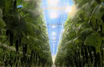 С начала года в Саратовской области выращено почти 2,5 тысячи тонн овощей защищенного грунта