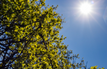 солнце небо тепло весна лето