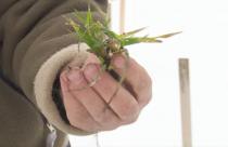 Сотрудники аграрного научного центра Юго-Востока провели оценку состояния культур