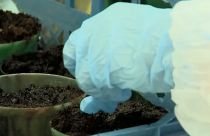 почва земля горшки удобрения саженцы