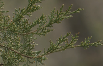 ветка дерево природа зелень гтрк