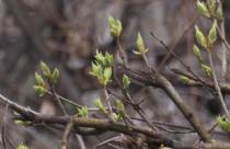 Ожидается переменная облачность