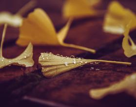 листья осень