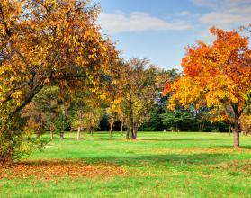 trees-in-a-beauty-park