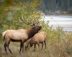 Elk (Cervus canadensis) bugling next to the river in the forest