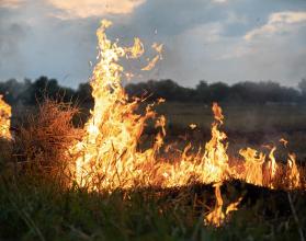 A fire burns in a field with dry grass.