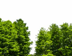 Green tree with white background