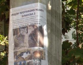 На руинах подъезда дома №2 по улице Блинова, разрушенного взрывом 25 июля, остаются кошки