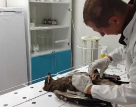 В селе Александров Гай Саратовской области специалисты выхаживают птенца степного орла, найденного с серьезными травмами на автомобильной трасс