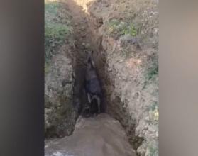 Спасением занималась местная коммунальная служба