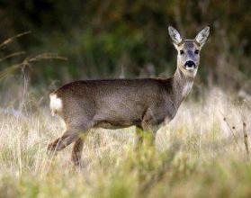 Браконьера оштрафовали за незаконную охоту