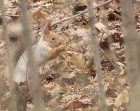 На финишной прямой. В Солнечном завершается 3-й этап развития парка у пруда «Семхоз»
