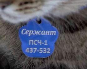 Это не только праздник, но и напоминание об ответственности за братьев наших меньших