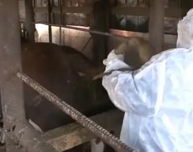 Комментарий начальника Управления ветеринарии Правительства Саратовской области А.А. Балалаева.