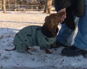 Именно так владельцы собак описывают прогулки со своими любимцами в зимнее время года