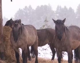 Первого января в свои права вступит Красная Огненная Лошадь
