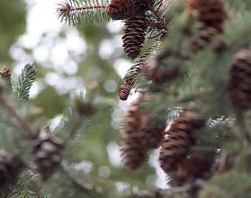 Снег, который выпал в минувшие дни, приближает настоящую зимнюю сказку