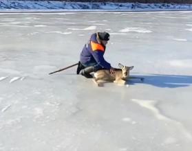 Животное каким-то образом оказалось на льду в акватории Волги