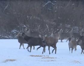 Причем не одна-две особи, а около полусотни редких птиц выбрали эту природную территорию как постоянное место обитания