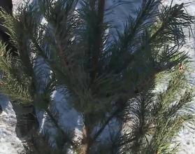 Саратовский «Экологизатор» впервые присоединился ко Всероссийской акции «Елковорот»