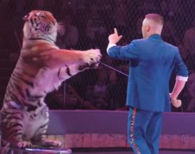 Легендарная фамилия Запашных в очередной раз доказала: это и есть настоящий цирк — мощный, красивый, живой