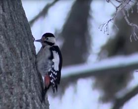 Зима прочно обосновалась в регионе