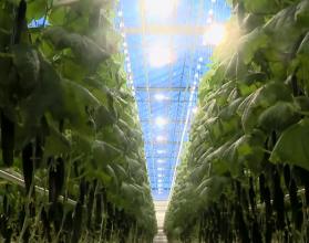 С начала года в Саратовской области выращено почти 2,5 тысячи тонн овощей защищенного грунта