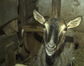 Напомним, комплексная мера поддержки действует в Саратовской области с 2020 года