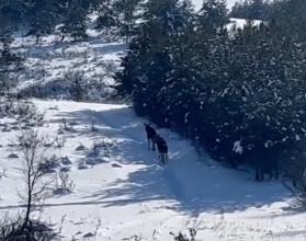 Он продлится до 15 марта