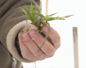 Сотрудники аграрного научного центра Юго-Востока провели оценку состояния культур