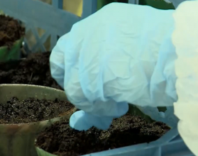 почва земля горшки удобрения саженцы