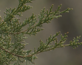 ветка дерево природа зелень гтрк