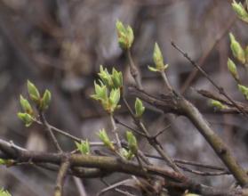 Ожидается переменная облачность