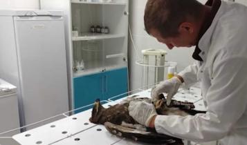 В селе Александров Гай Саратовской области специалисты выхаживают птенца степного орла, найденного с серьезными травмами на автомобильной трасс