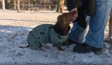 Именно так владельцы собак описывают прогулки со своими любимцами в зимнее время года