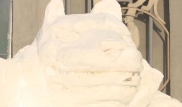 Жители города вдохновились ярким шоу с тиграми