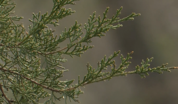 ветка дерево природа зелень гтрк