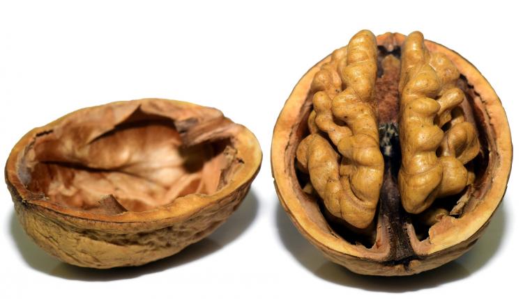 walnut-3072681_1920