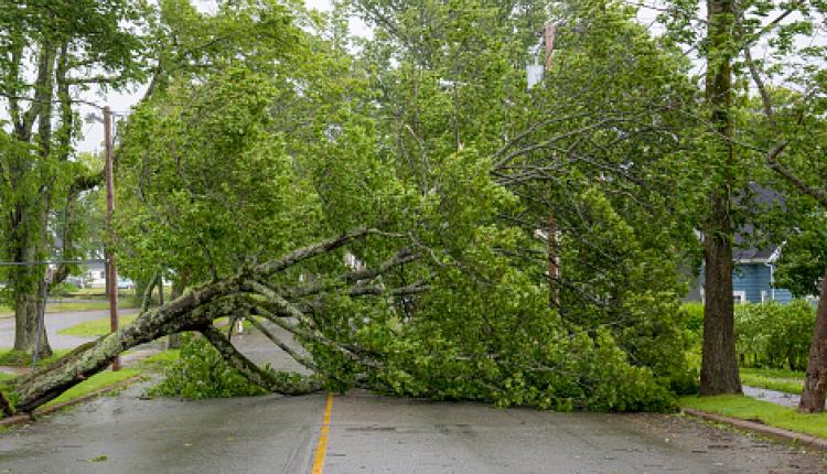 упавшее дерево ураган
