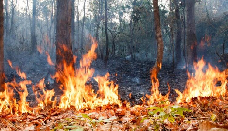 bush-fire-in-tropical-forest_176124-895