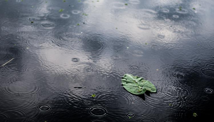 High angle closeup shot of an isolated green leaf in a puddle on a rainy day