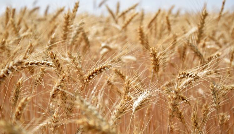 growing-wheat-in-wind