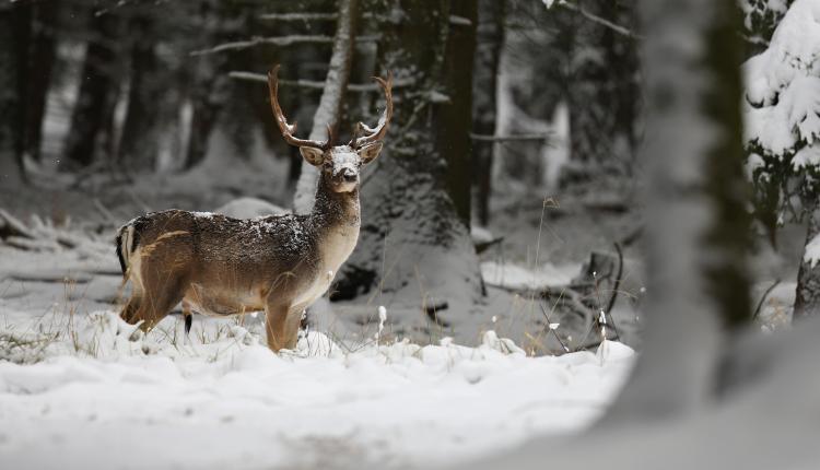 big-and-beautiful-fallow-deer-in-the-nature-habitat-in-czech-republic